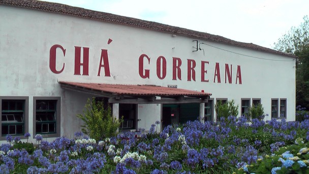 Gorreana, Sao Miguel, čaj továrna
